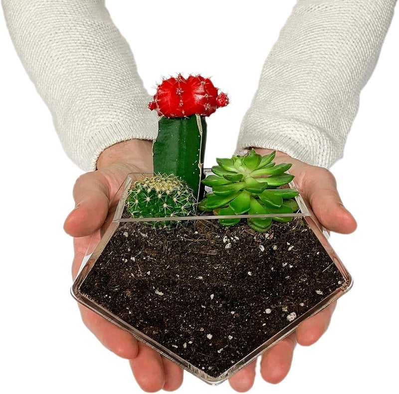 wdcfxy Transparent Acrylic Diamond Shape Suction Cup Window Planter, Ideal for Succulents, Cactus, Boxes or Indoor Herbs Pots, Home Decor Plant Holder or Kitchen - Image 5